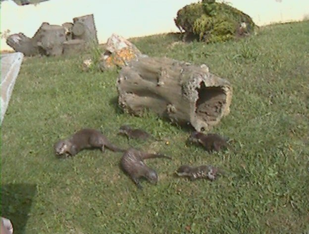 Otters in the park